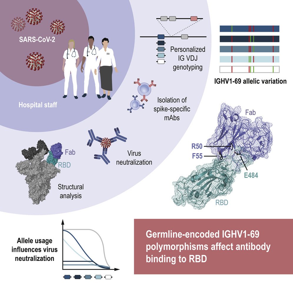 Variability in IGH antibody genes influences the response to SARS-CoV-2