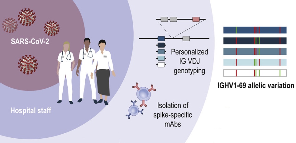  Variability in IGH antibody genes influences the response to SARS-CoV-2 