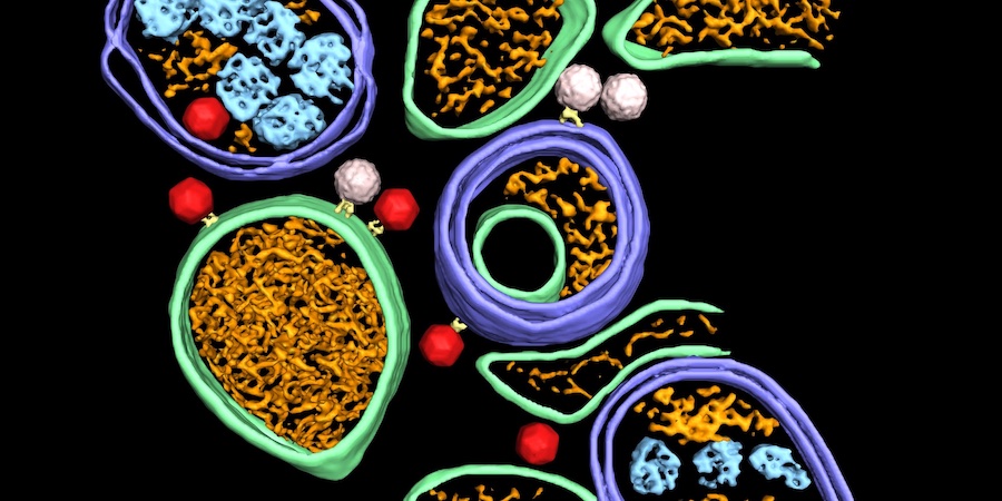  Cryo-electron tomography allows new knowledge about poliovirus replication and assembly sites in situ 